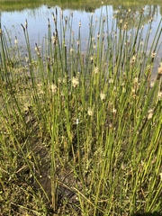 Eleocharis macrostachya