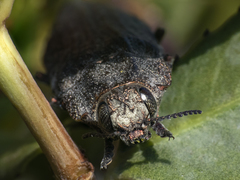 Ectinogonia buquetii