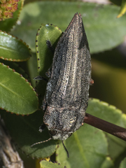 Ectinogonia buquetii