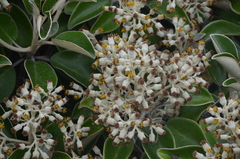 Brachyglottis rotundifolia rotundifolia