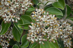 Brachyglottis rotundifolia rotundifolia