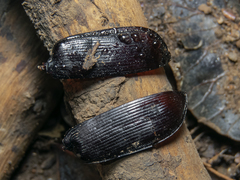 Calosoma vagans