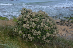 Brachyglottis rotundifolia rotundifolia