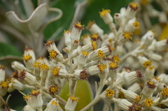 Brachyglottis rotundifolia rotundifolia