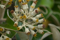 Brachyglottis rotundifolia rotundifolia