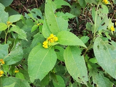 Greenmaniella resinosa