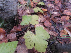 Rubus humulifolius