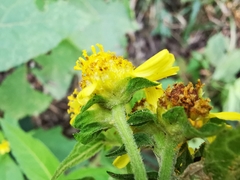 Greenmaniella resinosa
