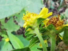 Greenmaniella resinosa