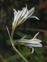 Tristagma bivalve