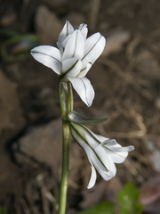 Tristagma bivalve