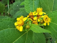 Greenmaniella resinosa