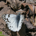 Phulia autodice blanchardii - Photo (c) Claudio Maureira, algunos derechos reservados (CC BY-NC-SA), subido por Claudio Maureira