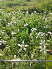 Blumenbachia insignis