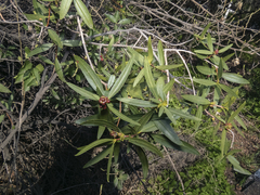 Colliguaja salicifolia