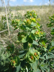 Euphorbia iberica