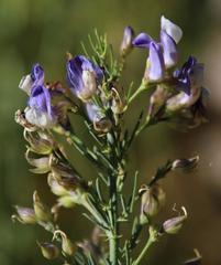 Psoralea verrucosa
