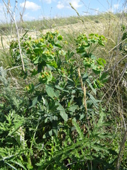 Euphorbia iberica