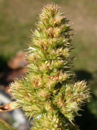 Redroot Amaranth