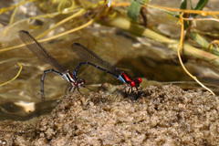 Argia cuprea