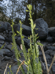 Baccharis sagittalis