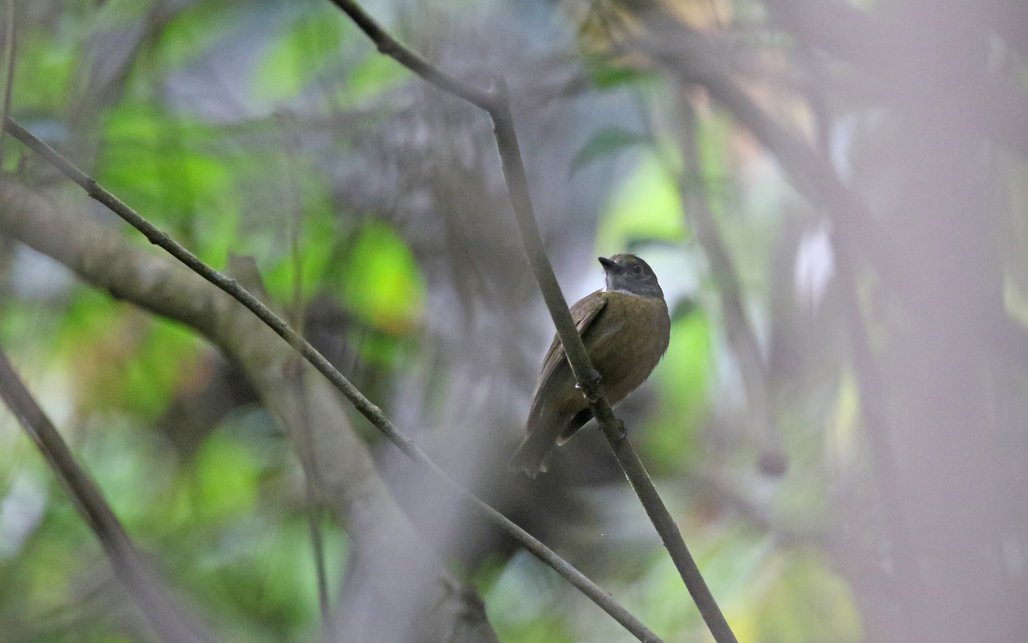 Orange-crested Manakin (Heterocercus aurantiivertex), photo 6