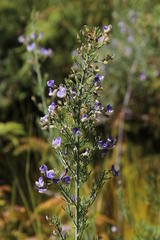 Psoralea verrucosa