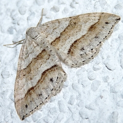 Perizoma parallelolineatum