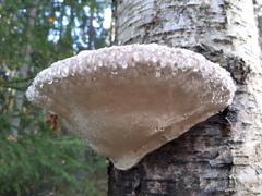 Fomitopsis pinicola