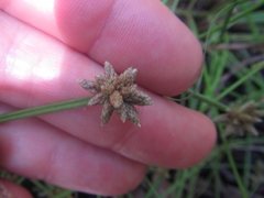 Isolepis distigmatosa