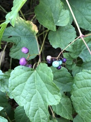 Ampelopsis glandulosa