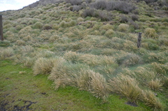 Poa astonii