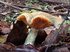 Lactarius akahatsu