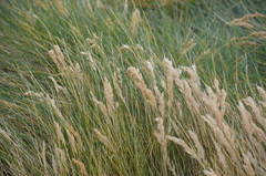 Poa astonii