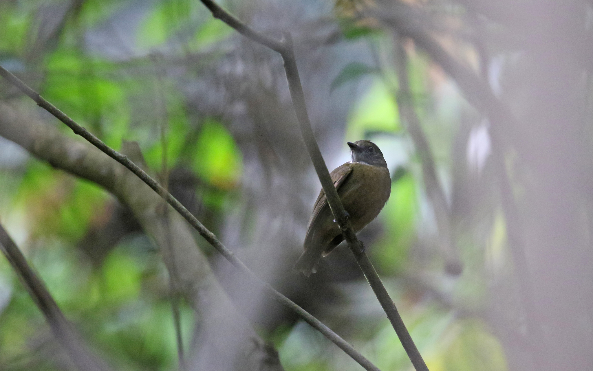 Orange-crested Manakin (Heterocercus aurantiivertex), photo 7