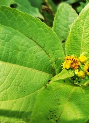 Ochraethes pollinosus