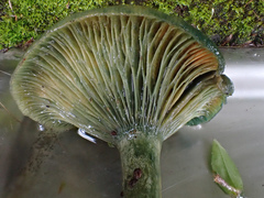 Lactarius akahatsu