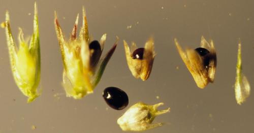 Amaranthus retroflexus
