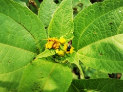 Ochraethes pollinosus