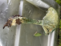 Lactarius akahatsu