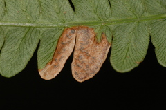 Phytoliriomyza