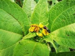 Ochraethes pollinosus