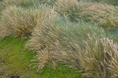 Poa astonii