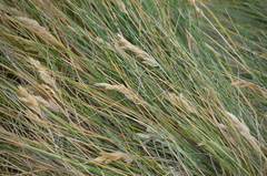Poa astonii