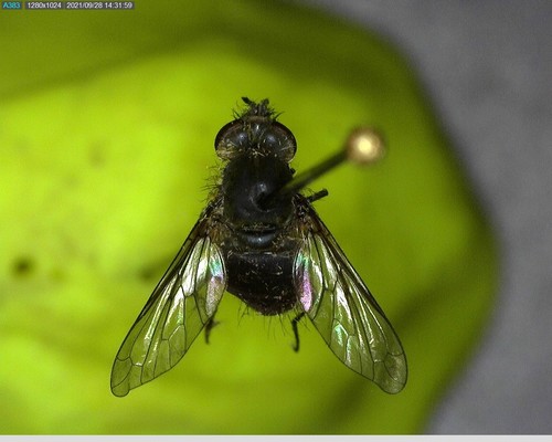 iNaturalist observation photo of Conophorus