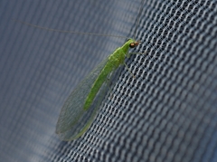 Chrysoperla comanche