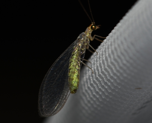 Apache Lacewing