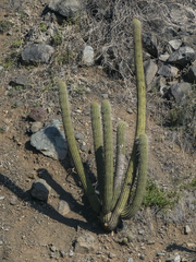 Trichocereus chiloensis chiloensis