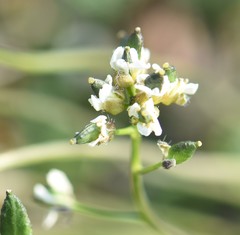 Draba lactea