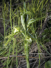 Bipinnula plumosa